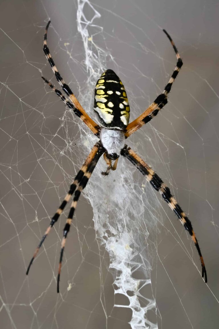 Why do orb weaving spiders make patterned webs