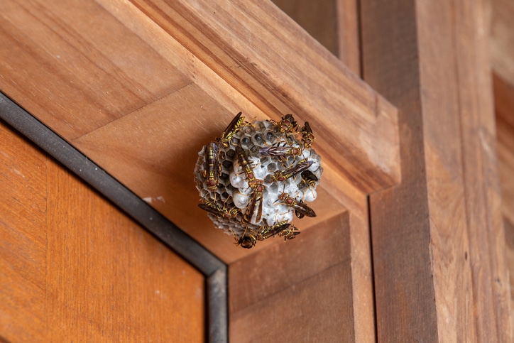 paper-wasps_nest