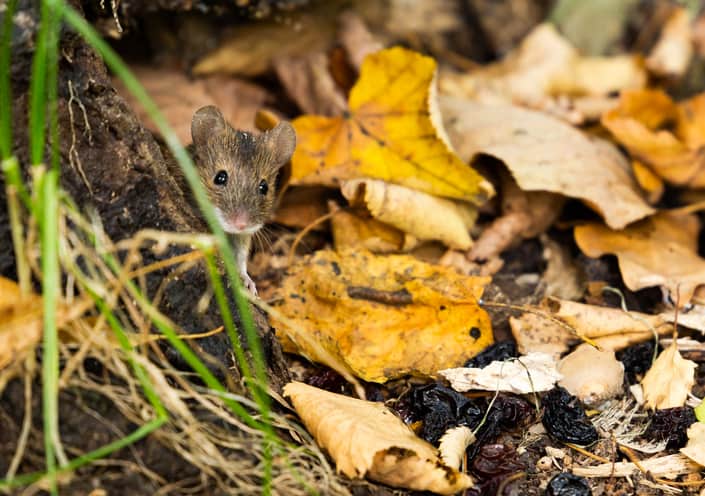 Field Mouse