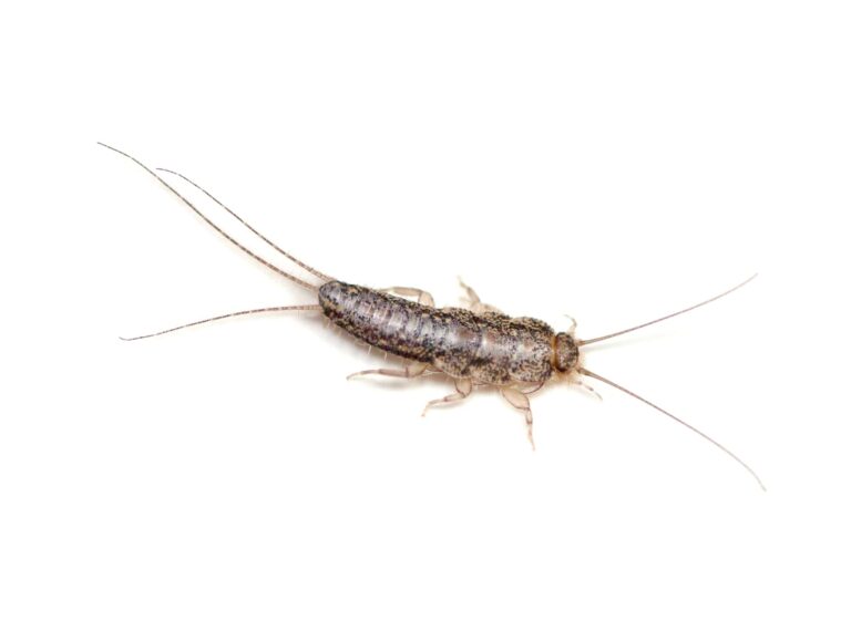 Close-up of a silverfish.