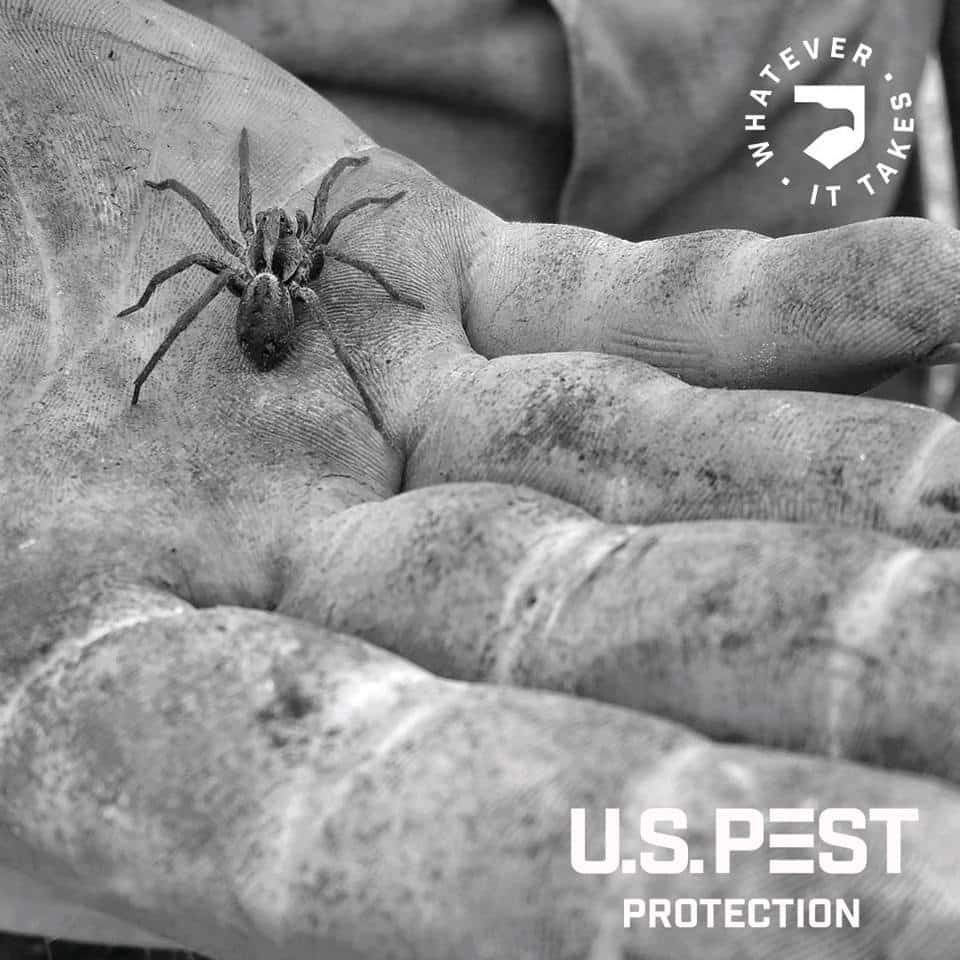 A man holding a spider in his hand.