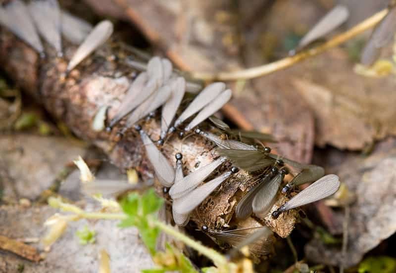 A swarm of winged subterranean termites on a stick.