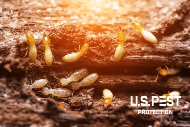 Close-up of termites on a log.