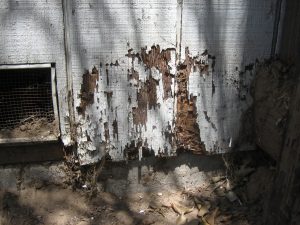 Termite damage on the outside of a home.