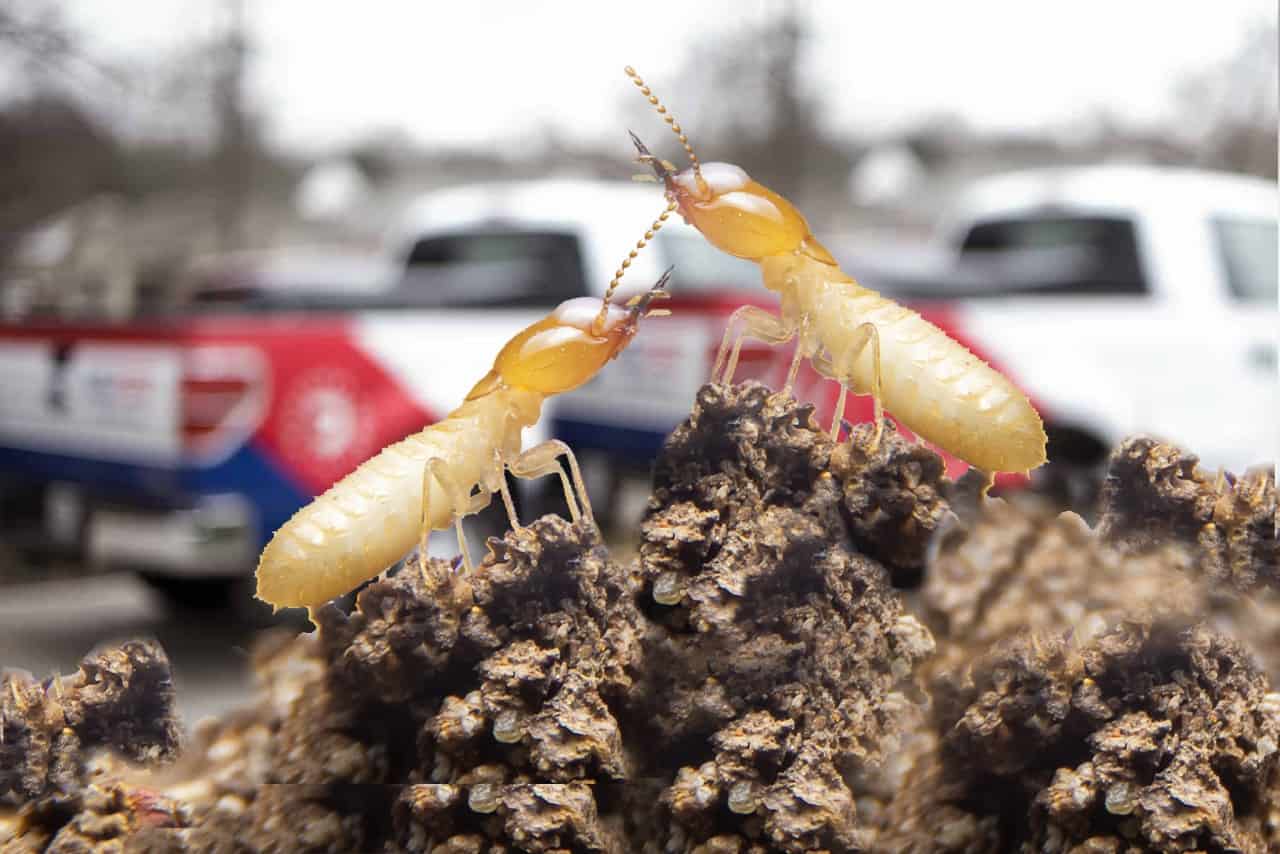 How to choose the best termite control company