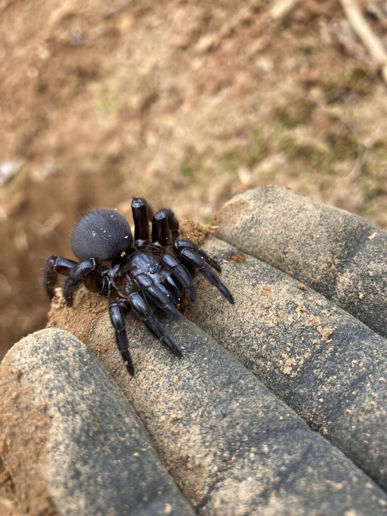 trap-door-spider