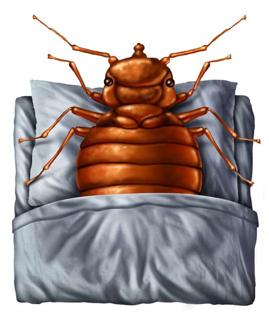 traveling-bed-bug