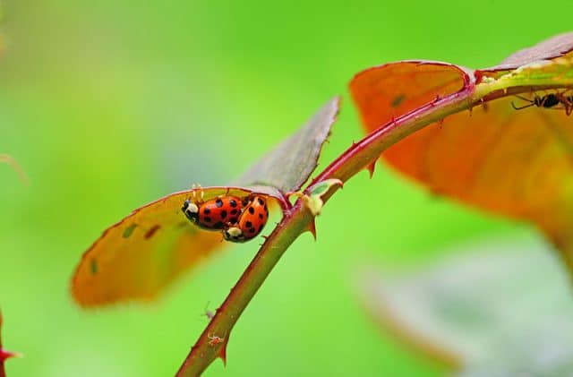 Two ladybugs on a thorn bush.