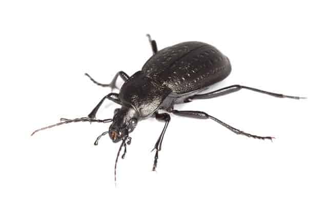 Black Ground Beetle