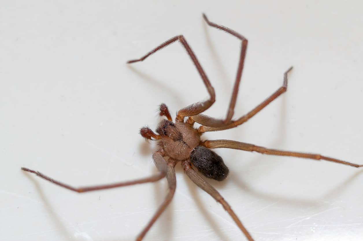 7 creepy facts about brown recluse spiders