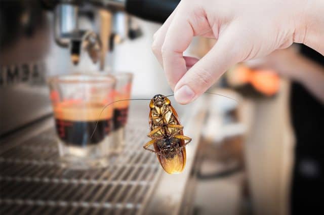 Commercial kitchen pest control by U.S. Pest Protection