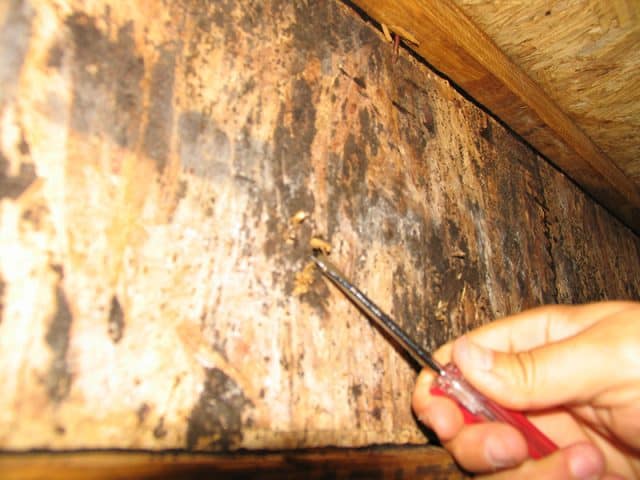 U.S. Pest professional probing a fungus-damaged joist for softness