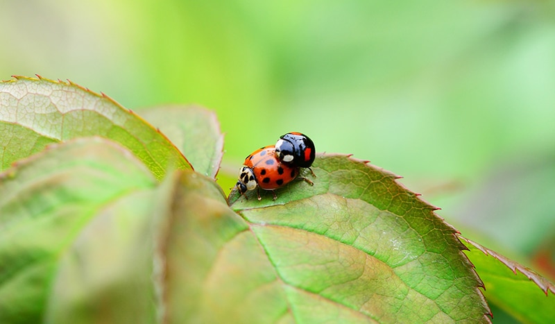 us-pest-harlequin-lady-beetle