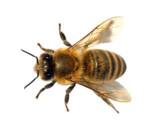 us-pest-honey-bee