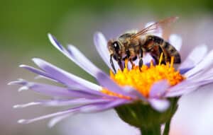 us-pest-honey-bee-on-flower