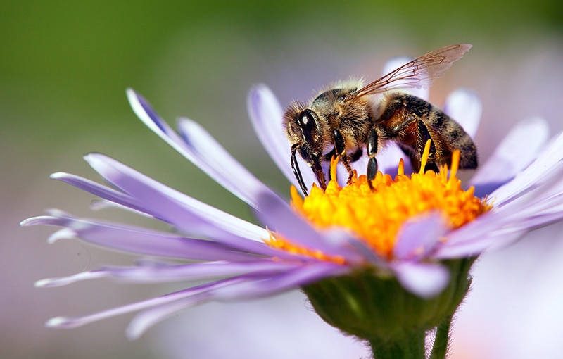 us-pest-honey-bee-on-flower