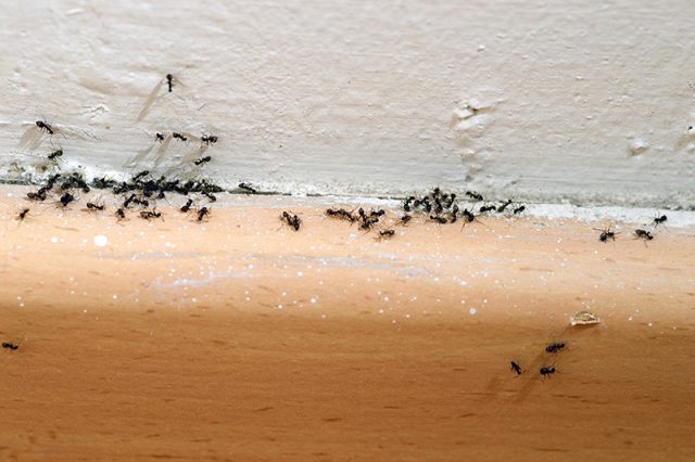 What kind of ants do I have?