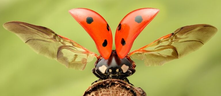 a ladybug has its wings spread, ready to fly