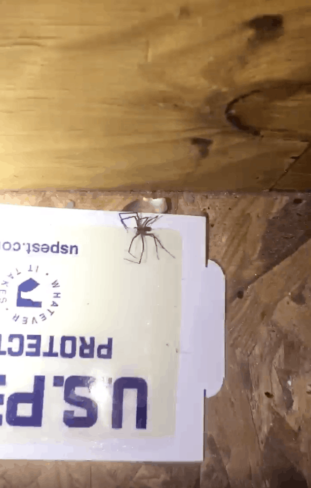 what_do_brown-recluse_spiders_eat