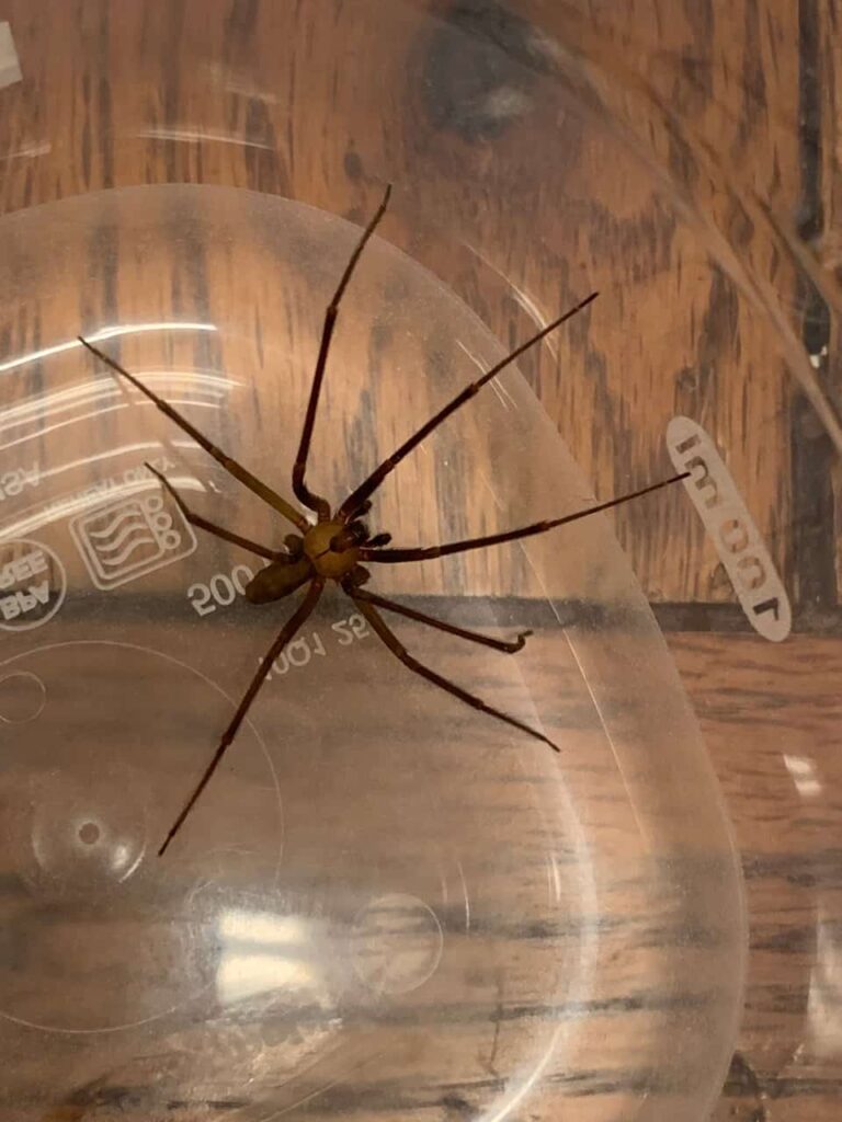 A brown recluse spider being contained in a plastic container.