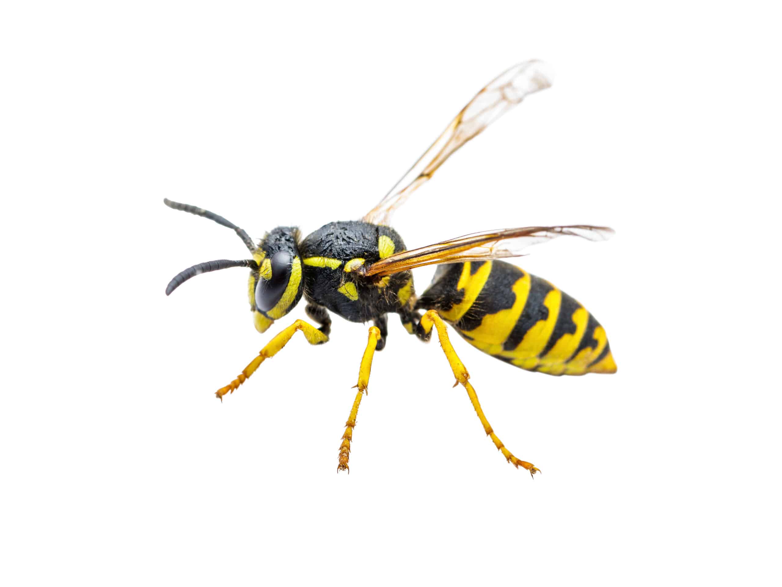 The-Types-Of-wasps-In-Tennessee