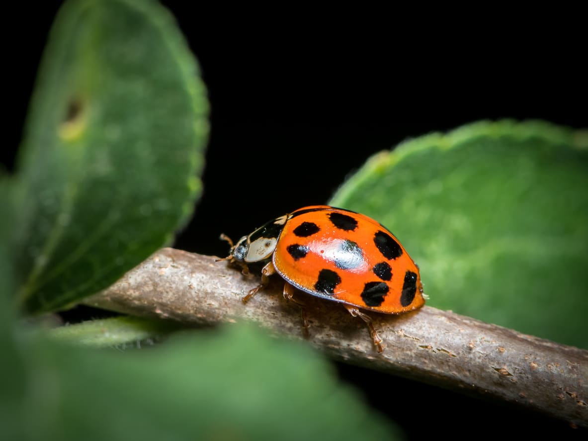 Orange Asian lady beetle with black spots on a branch