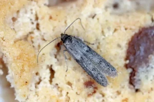 Mediterranean Meal Moth