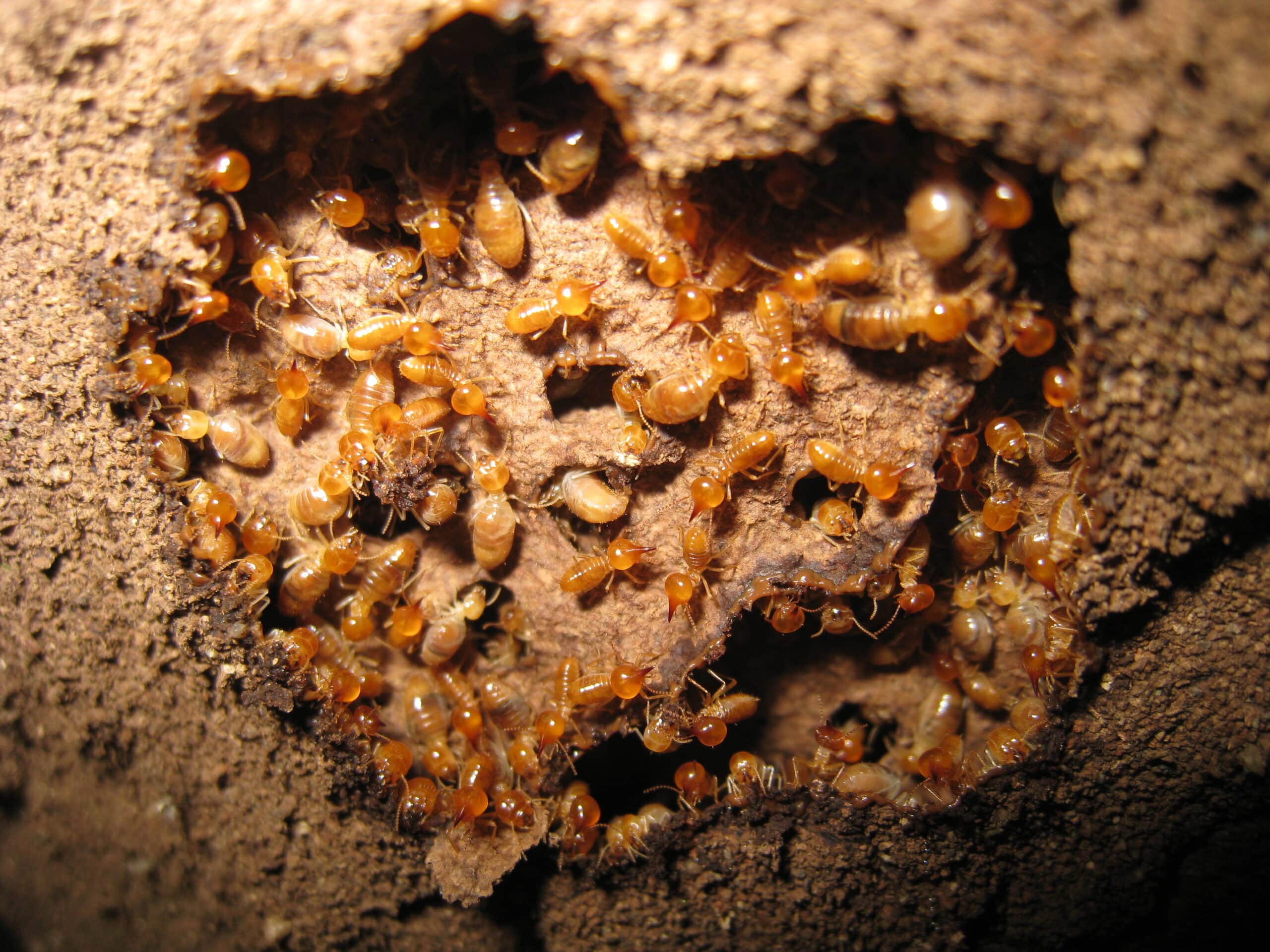 Termite control in Nashville by U.S. Pest Protection