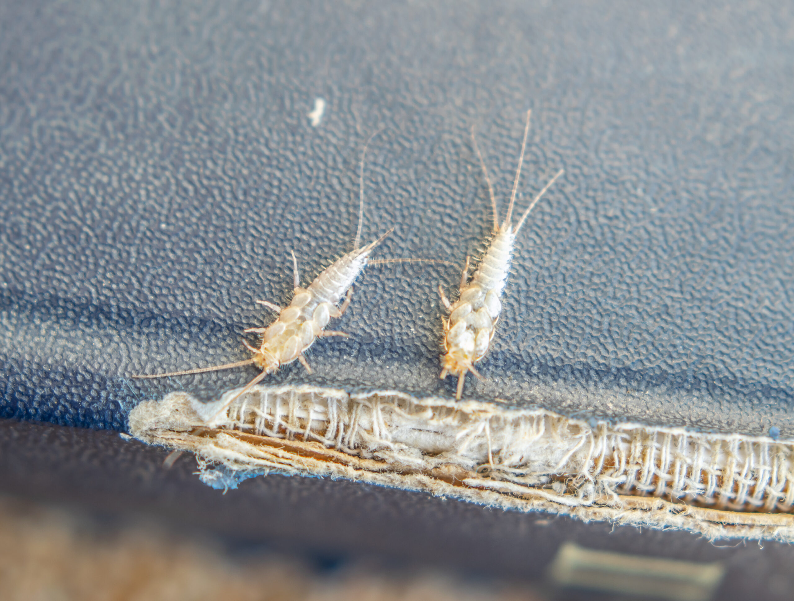 How to Get Rid of Silverfish - US Pest Protection