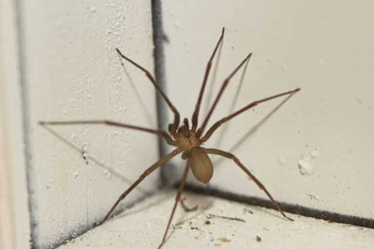 A brown house spider with long, thin legs and a small oval body sits in the corner where two white walls meet, displaying the characteristic leg span and body proportions of a common indoor spider species.