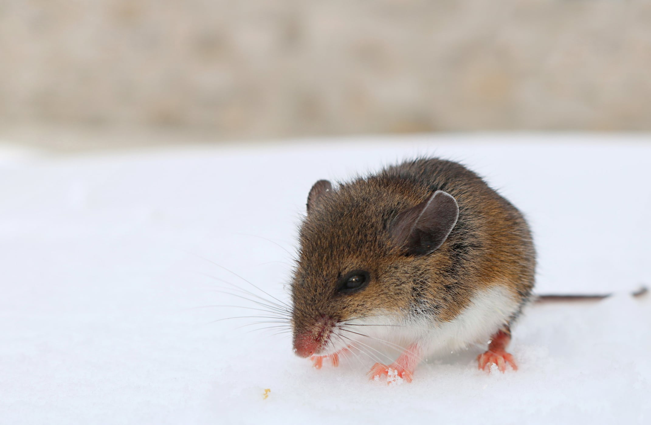 Deer mouse in the snow looking for winter shelter