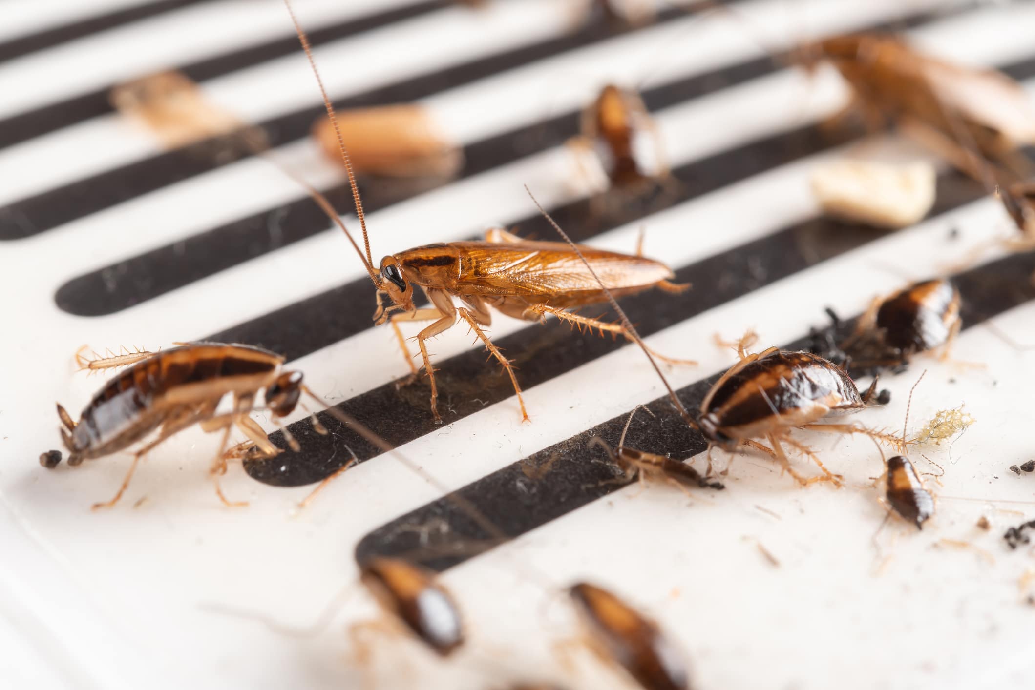 Several brown cockroaches crawling on a white surface with black parallel stripes or grooves.