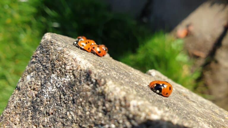Asian lady beetles, bright orange with black spots, crawling across weathered wood
