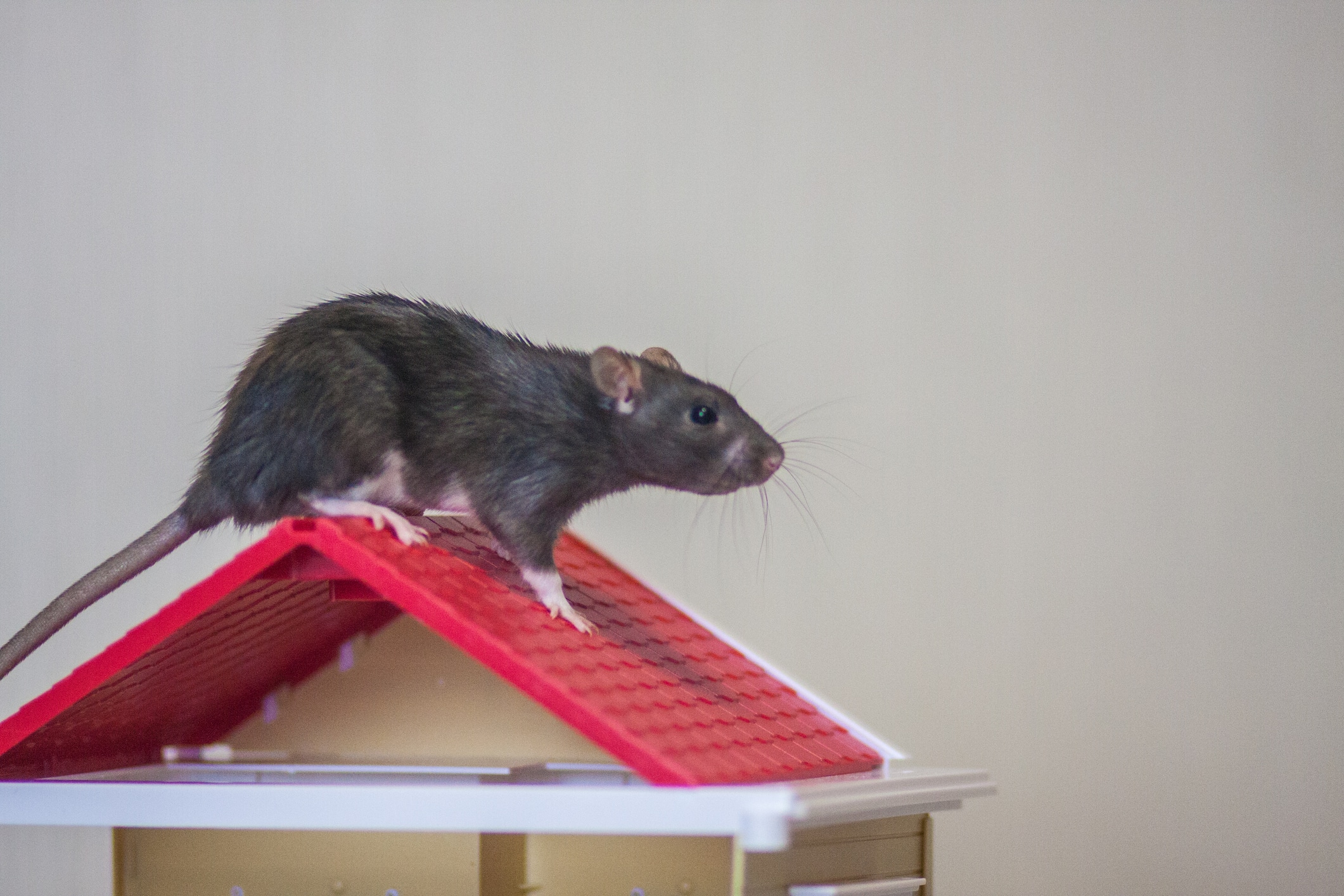 Dark gray rat with pink ears and tail perched on the red roof of a small wooden dollhouse against a white background.