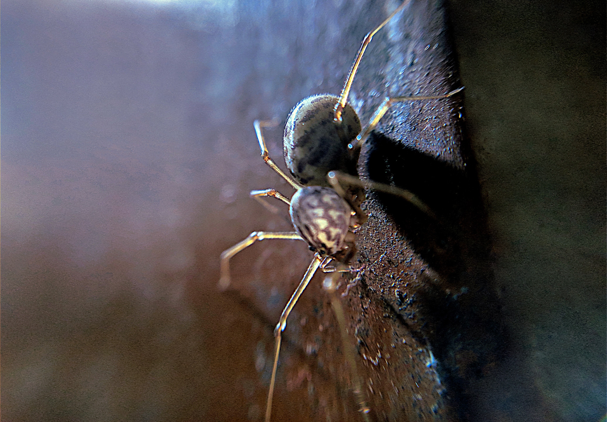 Close-up macro photograph of a dark ant with long legs walking on a textured surface with dramatic lighting and shallow depth of field.