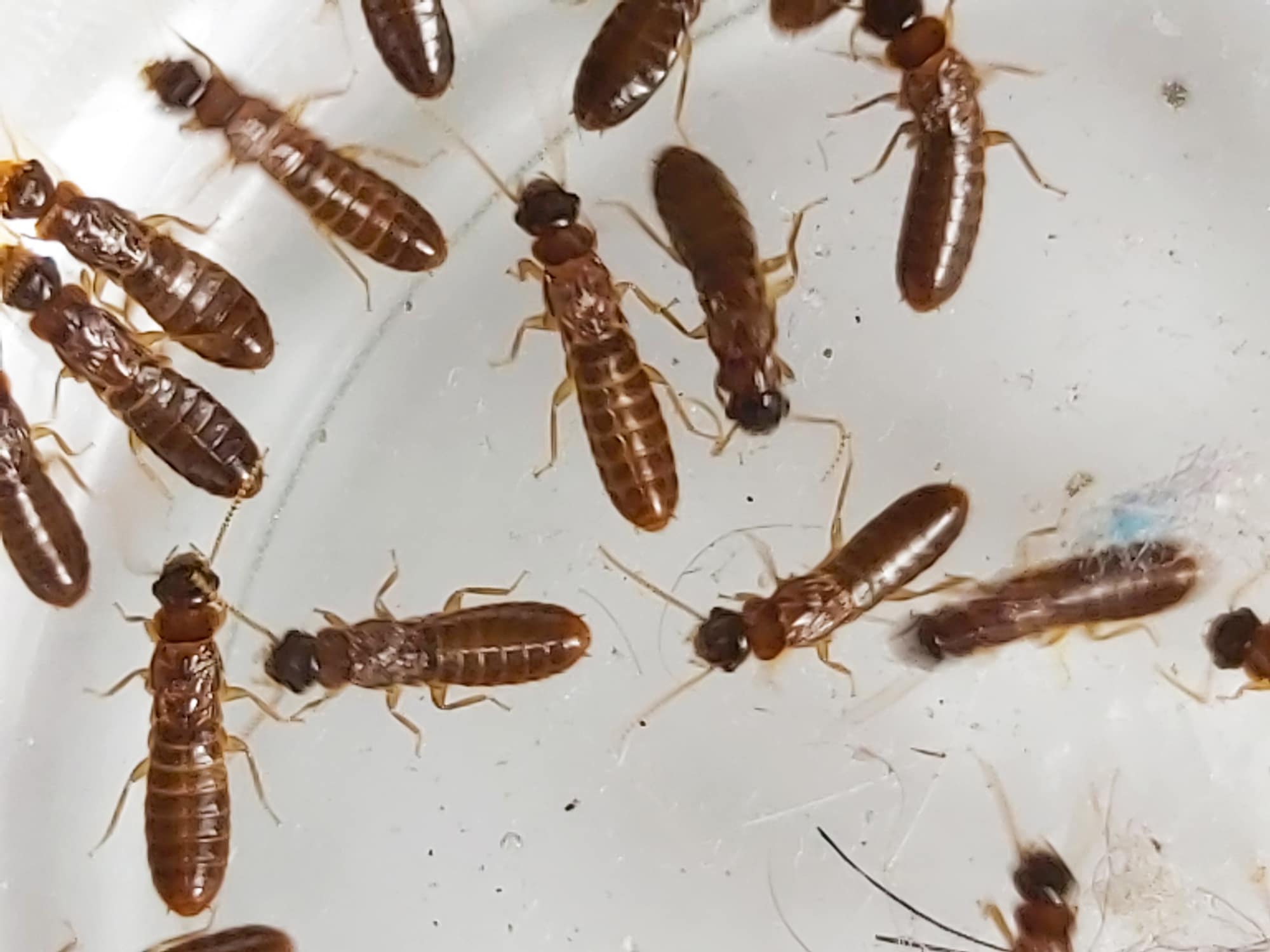 Multiple brown termites with segmented bodies and antennae scattered on a white surface