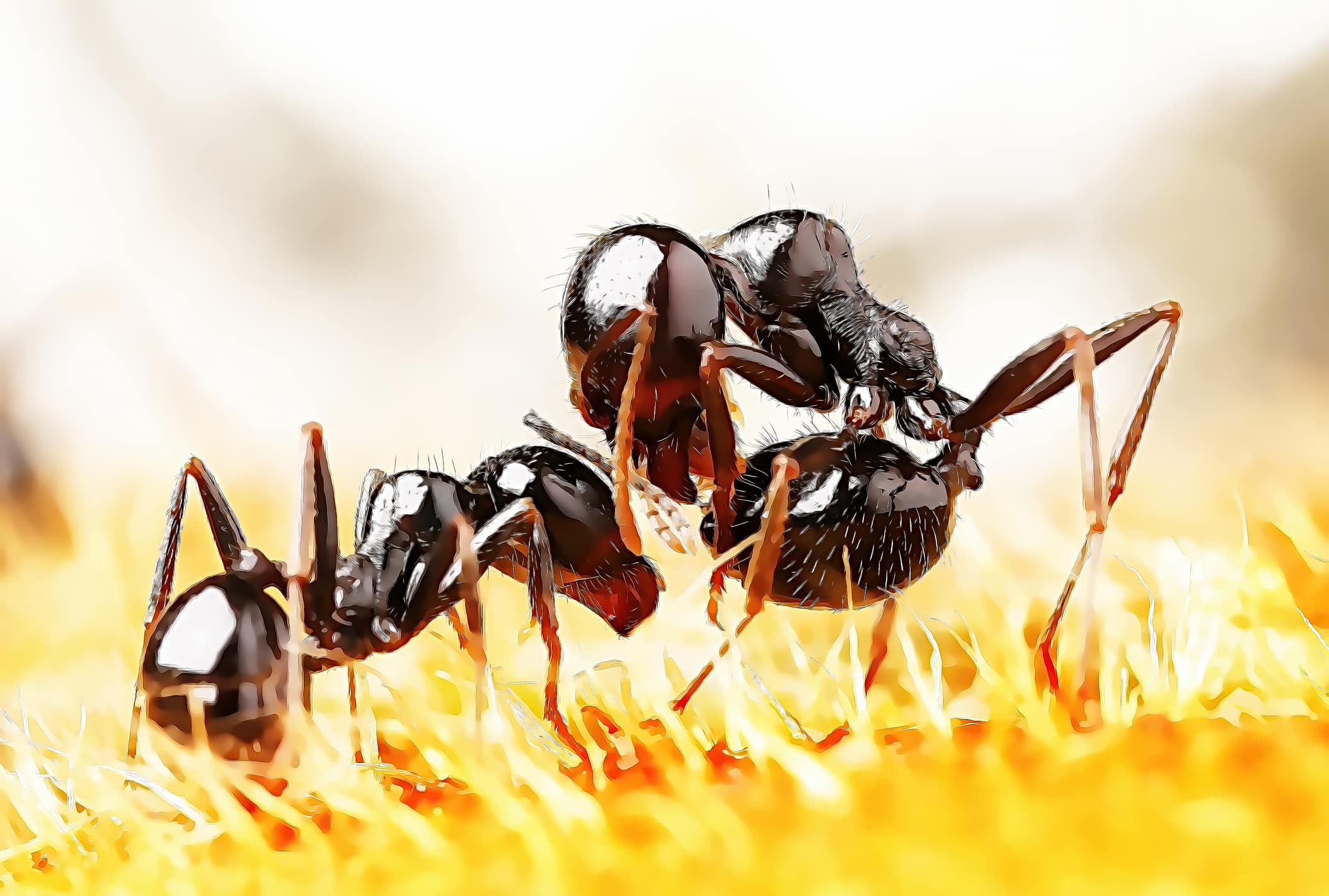 Two black ants with reddish-brown legs engaged in combat or interaction on golden grass with a soft blurred background.