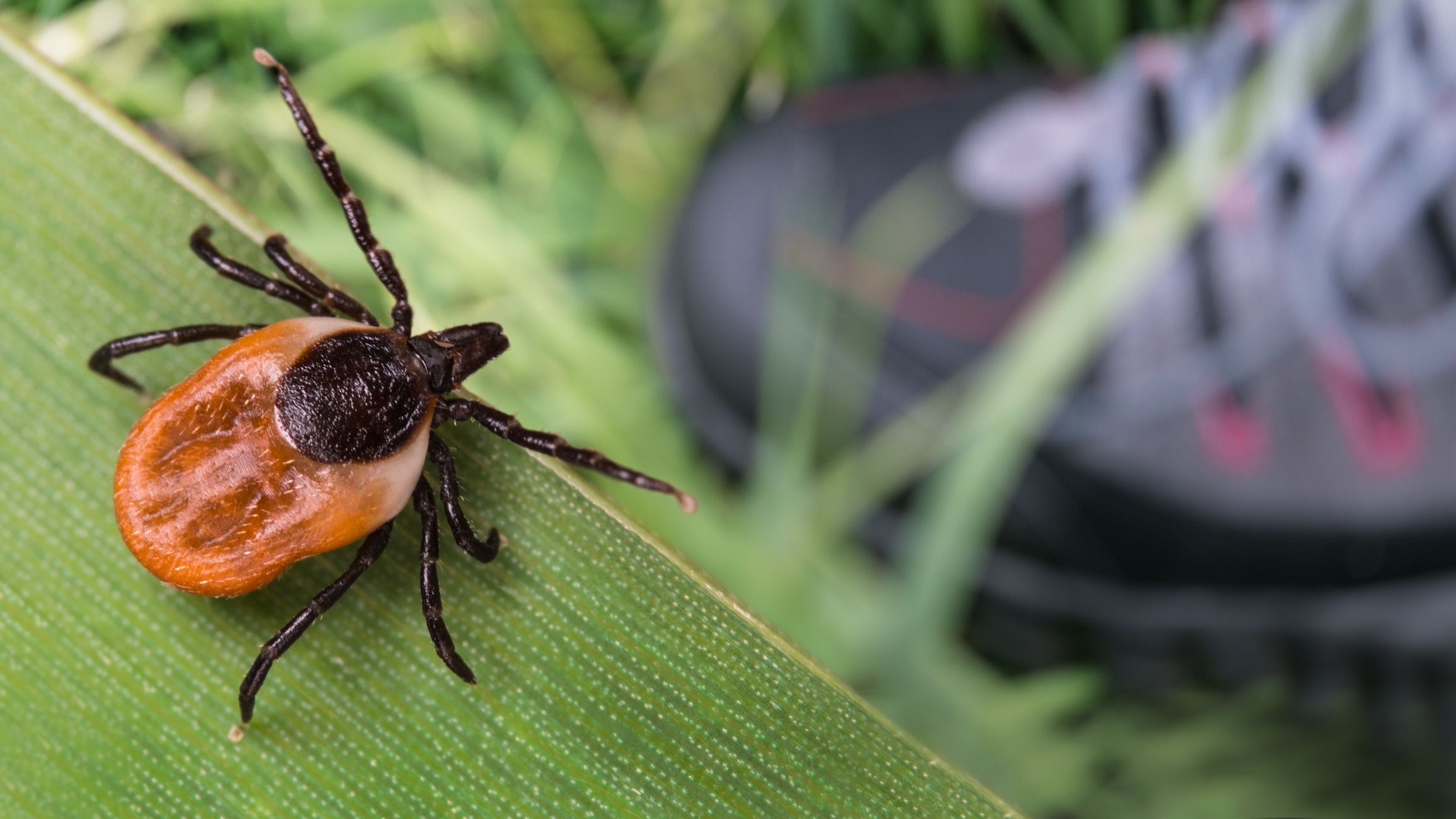 Engorged tick with orange-brown swollen body and dark legs crawling on green leaf, with hiking boot visible in blurred background.