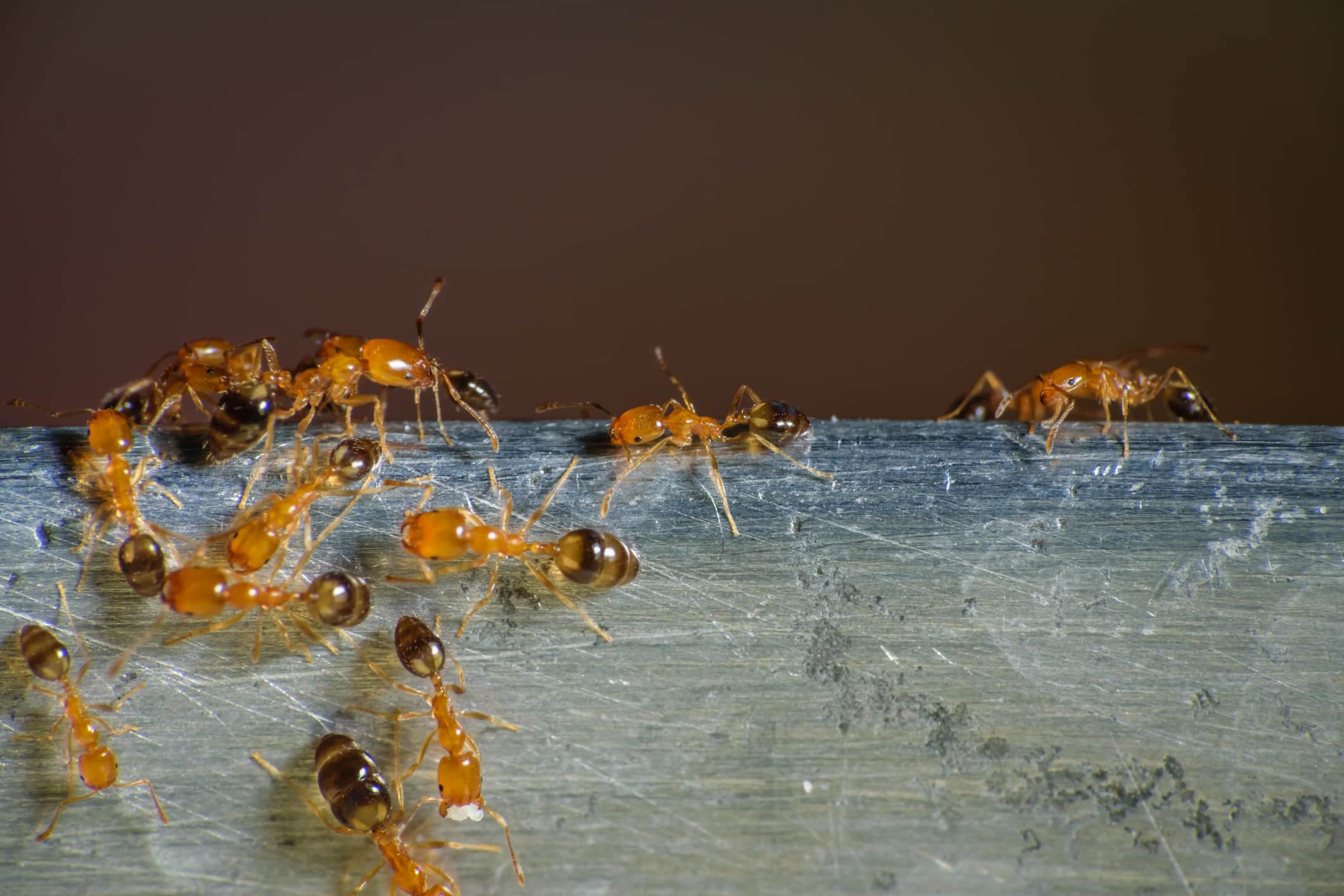 Group of orange-brown ants crawling on weathered wood surface against a dark background.