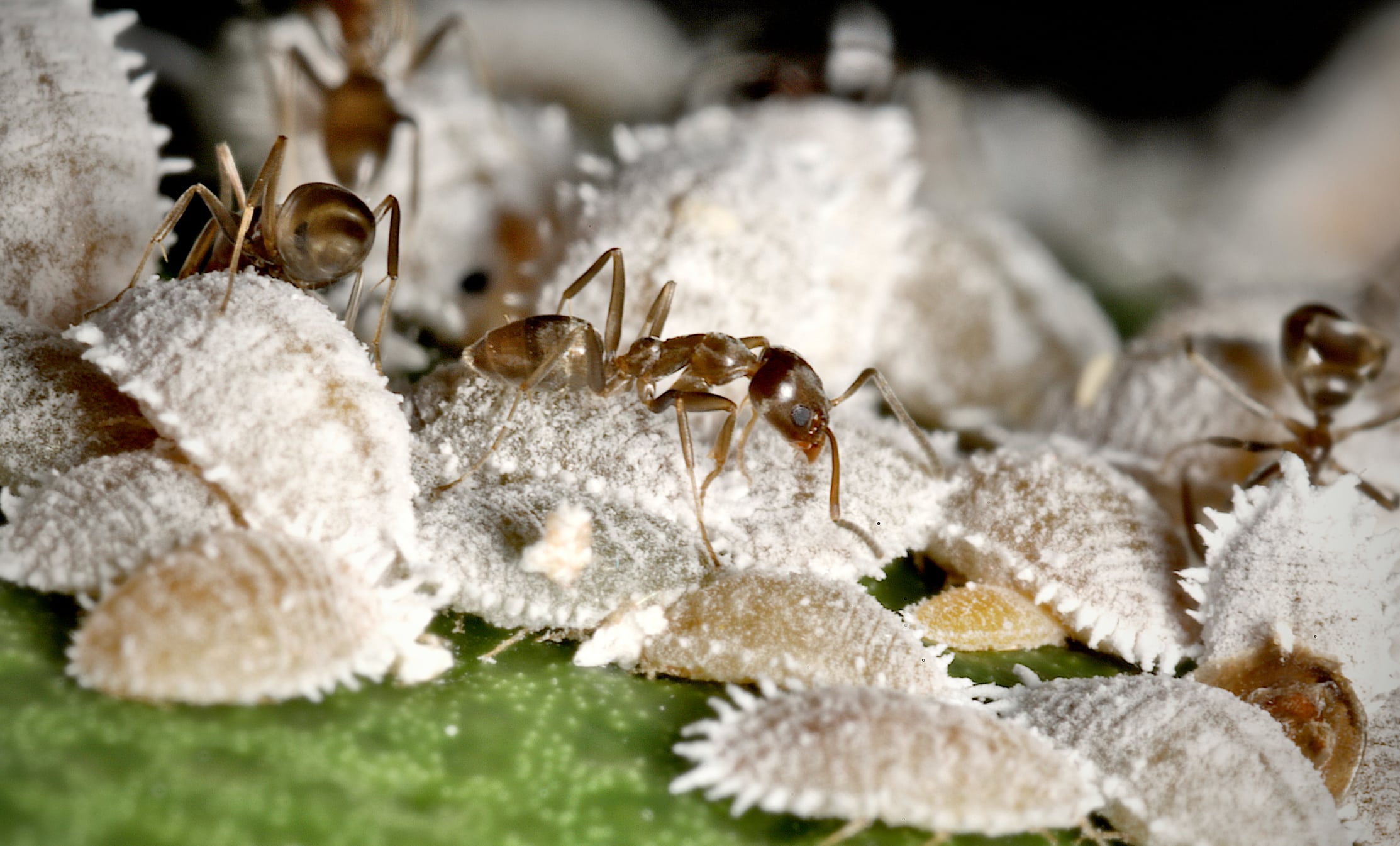 Several translucent brown ants crawling on white fungal growth or mold with spiky texture against green foliage.