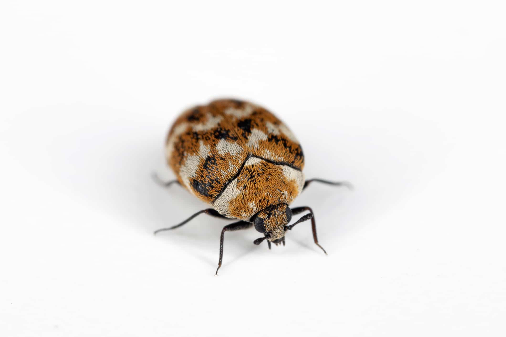 Small brown and black patterned beetle with rounded body and thin black legs on white background.