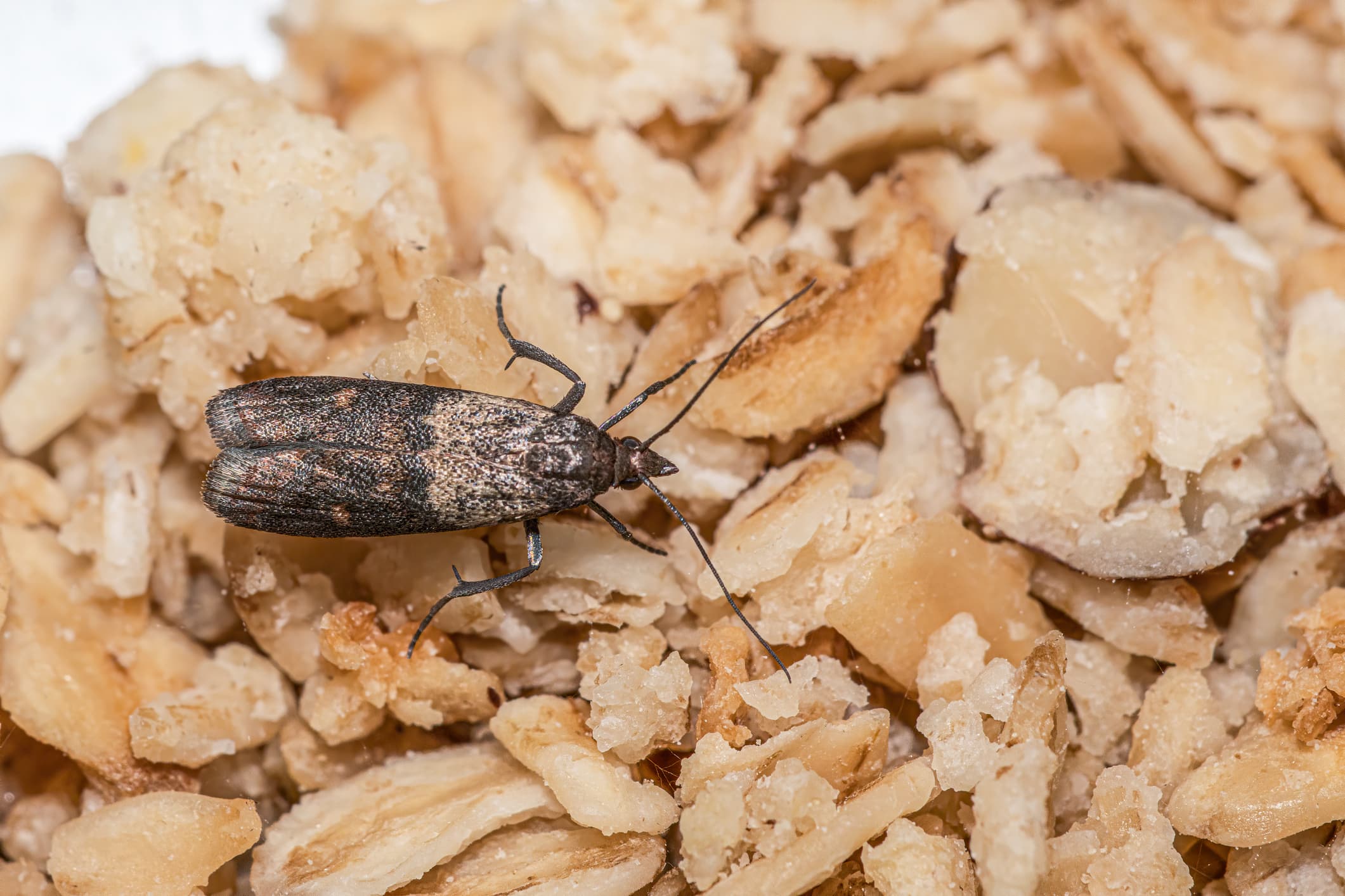 A dark gray beetle with long antennae crawls across a pile of light-colored wood chips or sawdust, showing its elongated oval body and six legs against the textured organic debris.