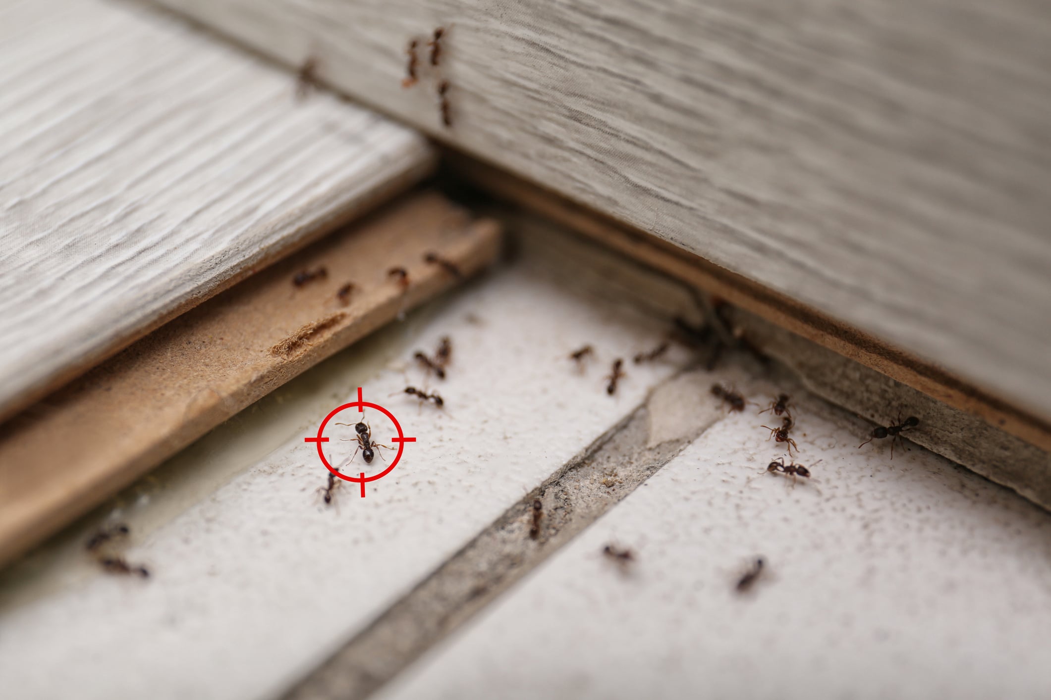 Multiple ants crawling along wooden baseboards and white tile flooring, with a red crosshair target symbol highlighting one of the ants.