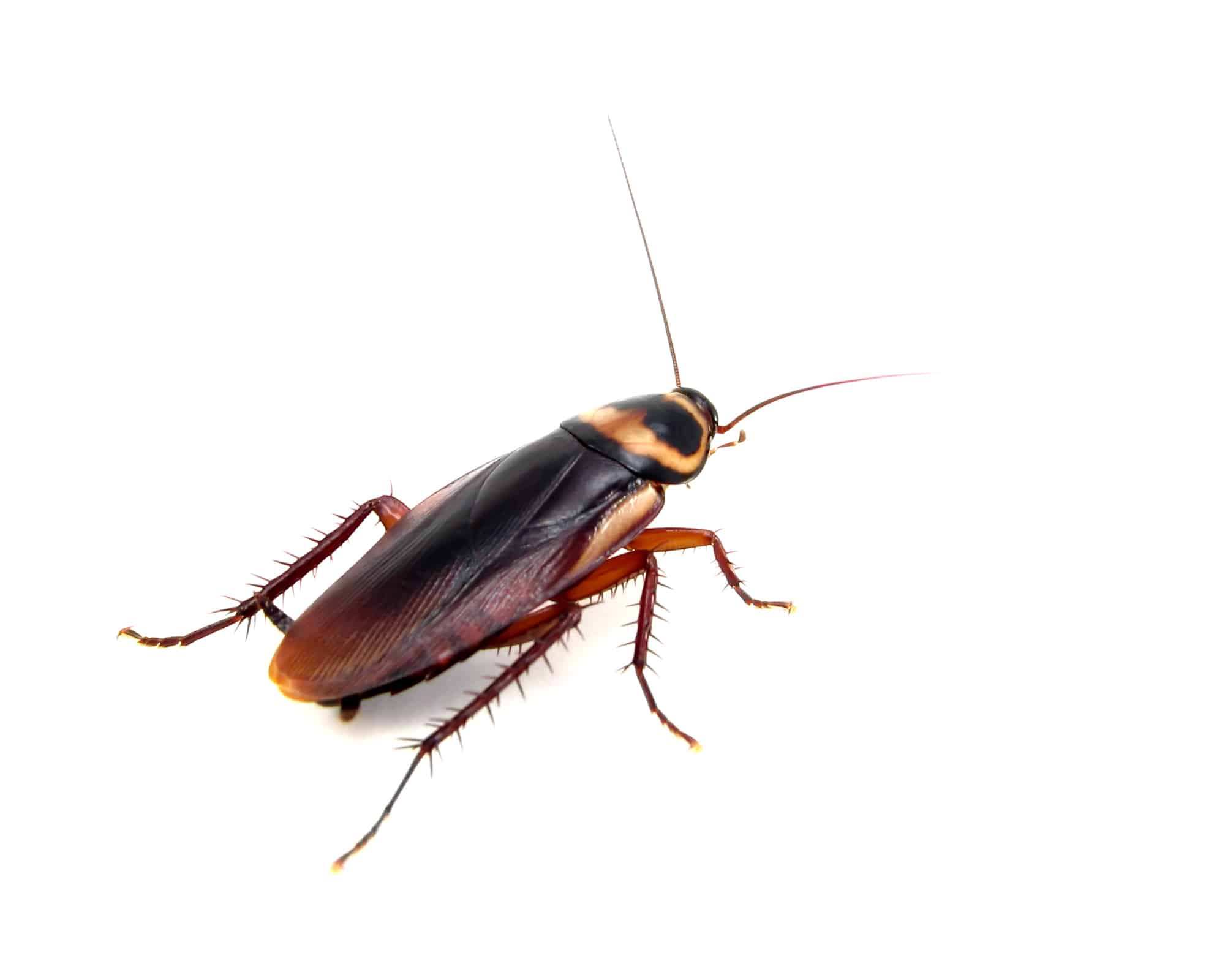 Large dark brown cockroach with long antennae and spiny legs against a white background, showing its characteristic oval body shape and glossy wing covers.