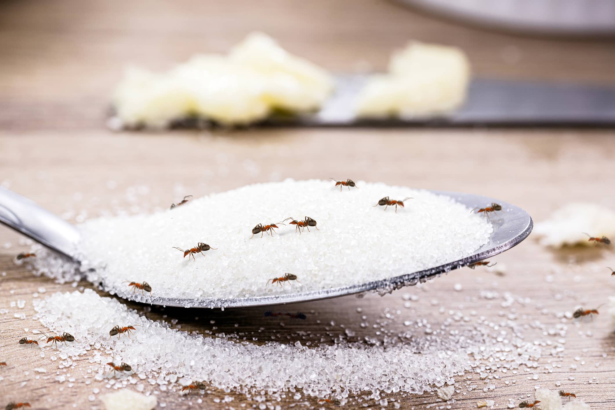 Small ants swarming a spoonful of sugar