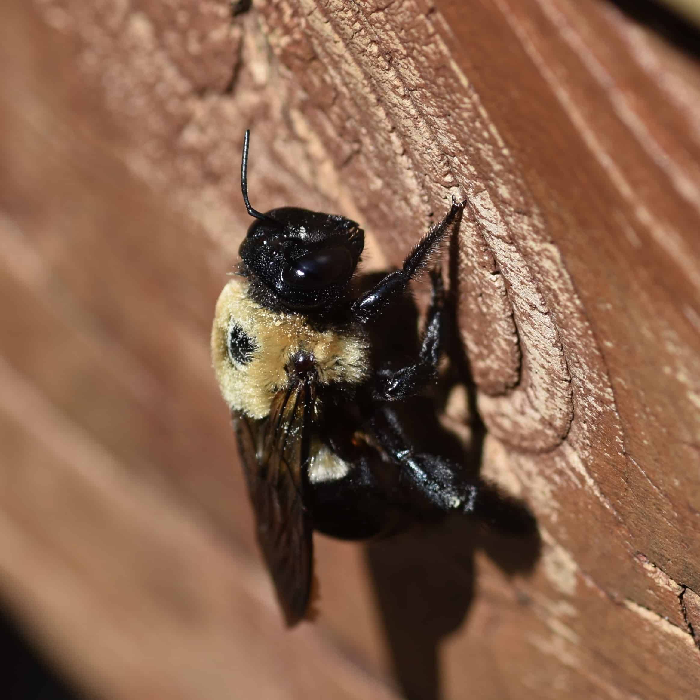 Close-up of a carpenter bee with glossy black head and thorax and fuzzy yellow abdomen clinging to weathered wood surface.