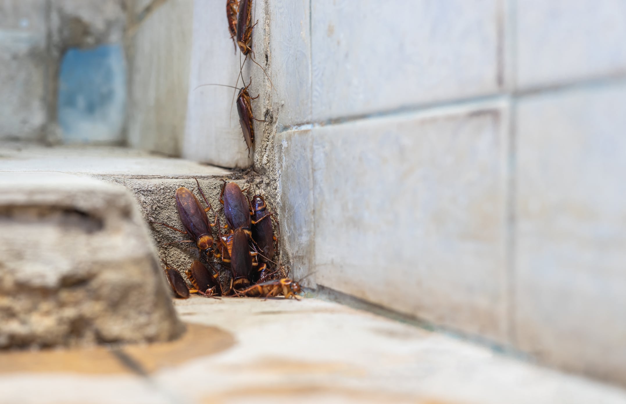 Cockroaches gathered in a damp gap near a pipe
