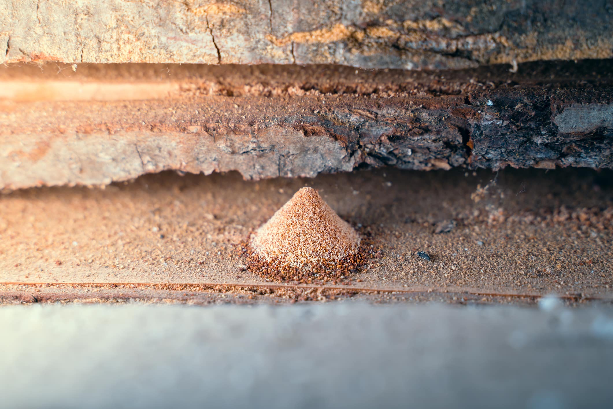 Small conical pile of brown sawdust or wood shavings on concrete floor near weathered wooden beams, indicating possible termite or wood-boring insect activity.