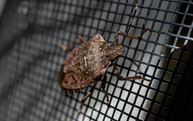 A brown marmorated stink bug with mottled coloring clinging to a black mesh screen or wire grid.