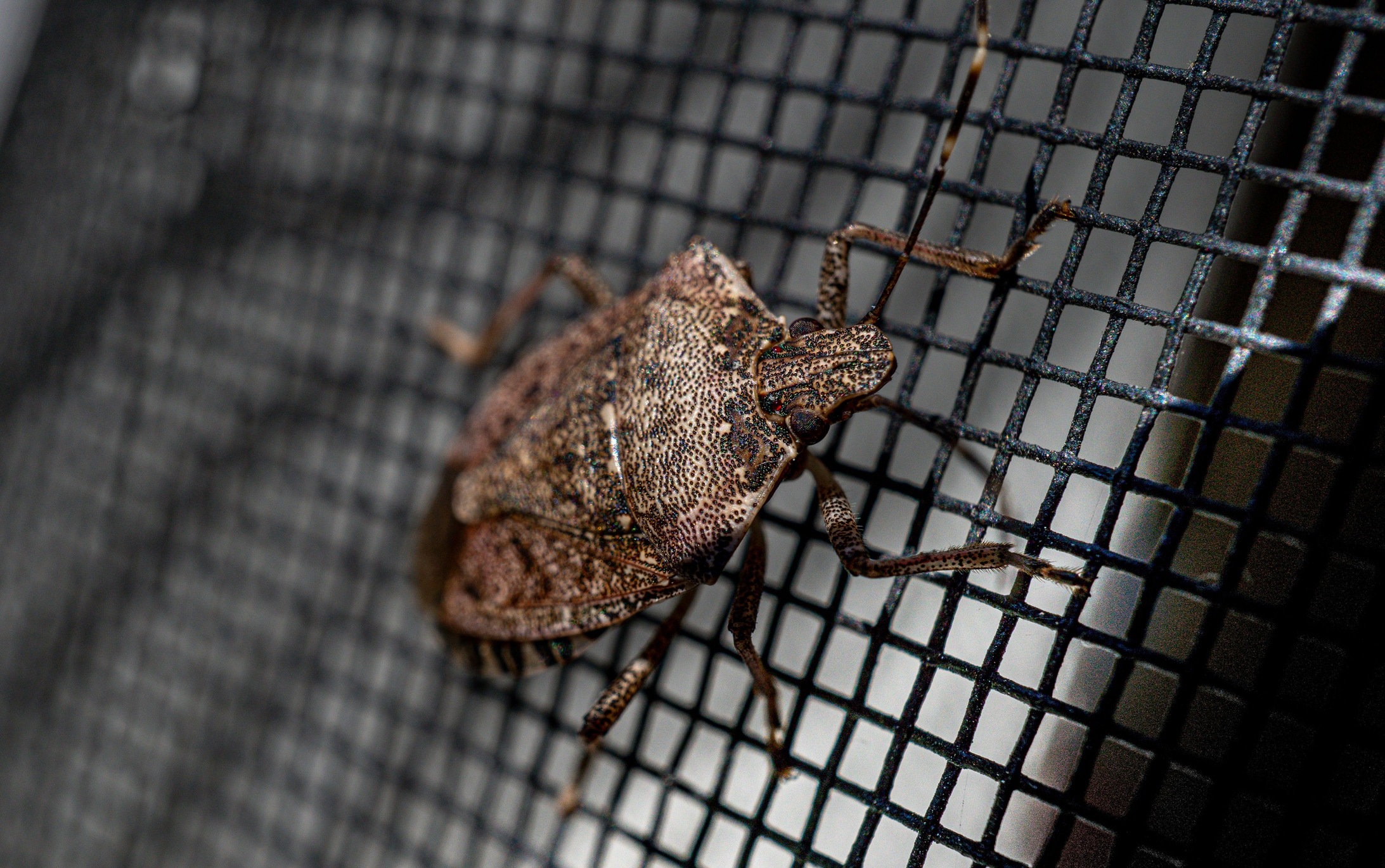 A brown marmorated stink bug with mottled coloring clinging to a black mesh screen or wire grid.
